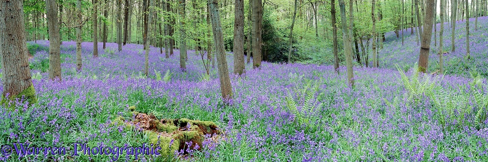 Bluebell woods panorama.  Surrey, England