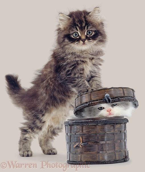 Fluffy kittens playing with a basket, white background