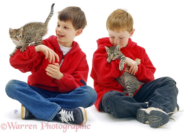 Ben and his friend Tom with tabby kittens, 10 week old brothers, white background