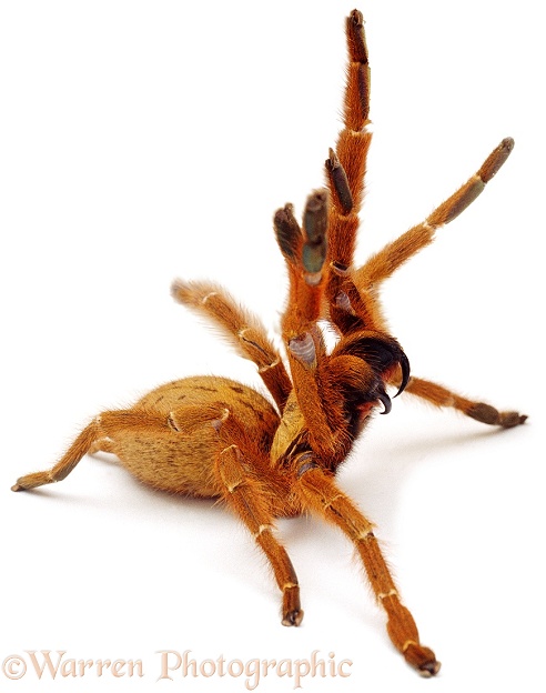 Baboon Spider (unidentified) in defensive posture, white background