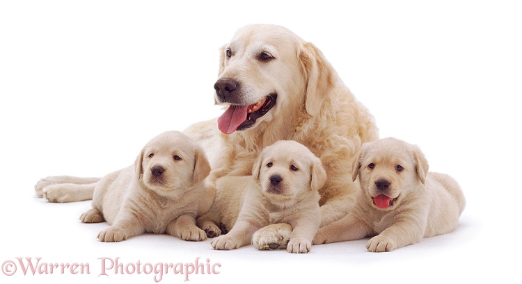Golden Retriever mother and puppies, white background