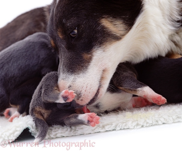 Blue tricolour Border Collie bitch, Sky, licking one of her week-old pups, white background