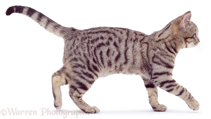 Brown spotted tabby male cat, Lowlander, walking. 6 moths old, white background