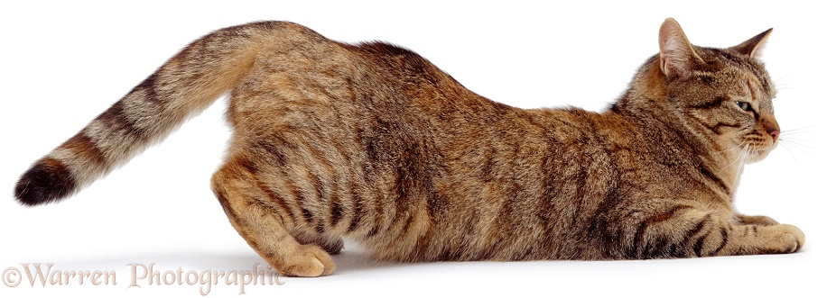 Oestrus female cat, Dainty, in lordosis, white background