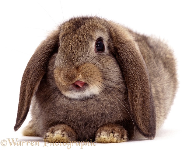 Lop rabbit, white background