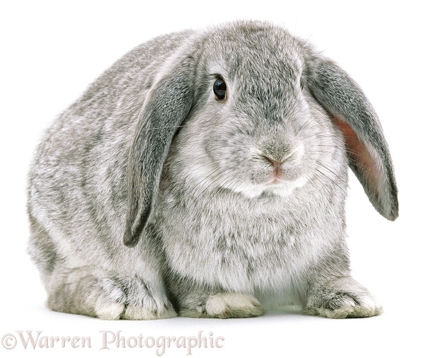 Chinchilla Lop rabbit, white background
