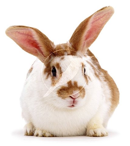 Brown-and-white rabbit, white background
