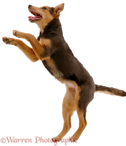 Lakeland Terrier x Border Collie, Gyp, leaping up. 6 months old, white background