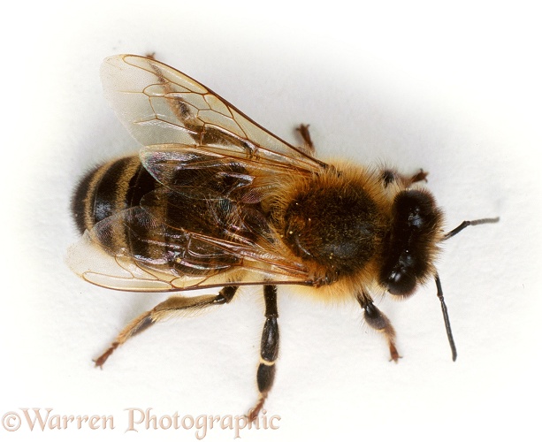 Honey Bee (Apis mellifera) worker, white background