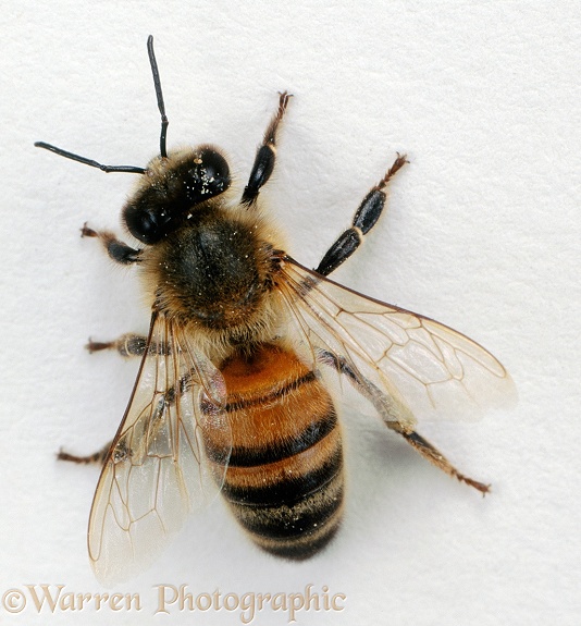 Honey Bee (Apis mellifera) worker, white background