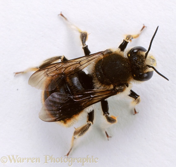 Wool Carder Bee (Anthidium manicatum) male, white background