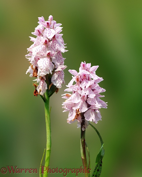 Heath Spotted Orchids (Dactylorhiza maculata)