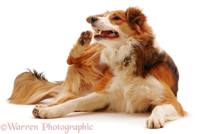 Sable Border Collie, Bobby, scratching, white background