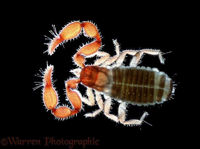 False Scorpion (Lamprochernes nodosus)