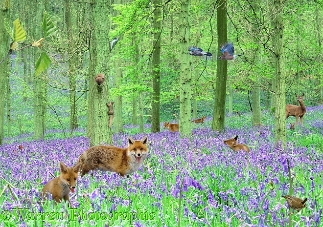 Fox and cubs playing among bluebells.  Europe