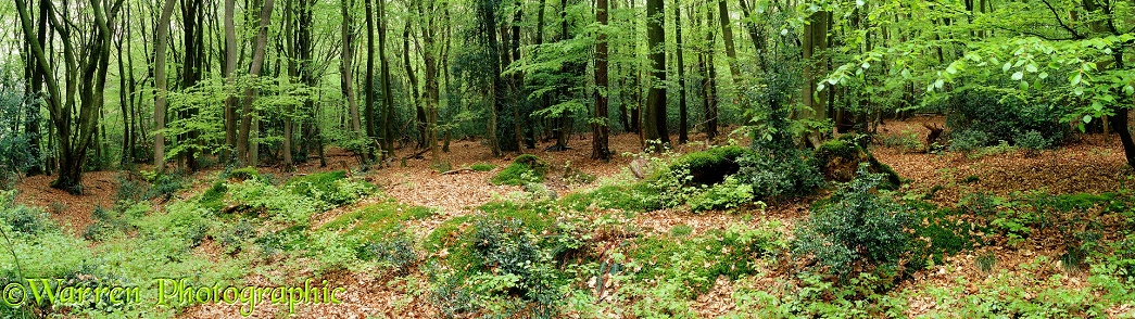 Beech (Fagus sylvatica) woodland.  Surrey, England