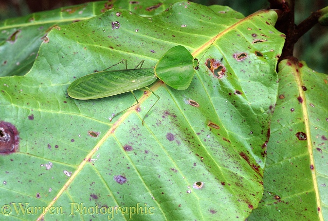 Camouflaged leafy mantis on rainforest leaf.  Costa Rica