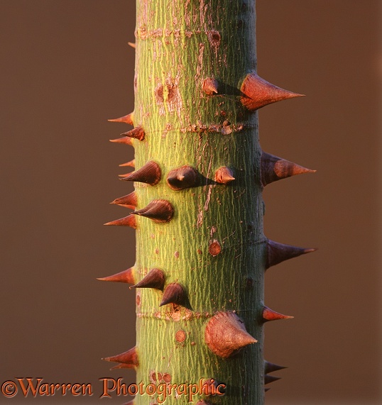 Thorny trunk.  Costa Rica