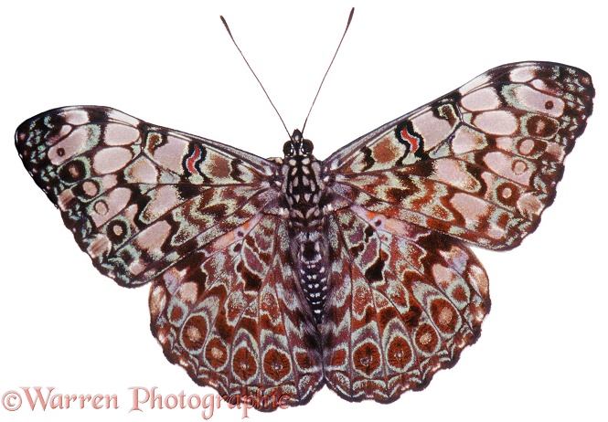 Grey Cracker Butterfly (Hamadryas ferentina).  Central & South America, white background