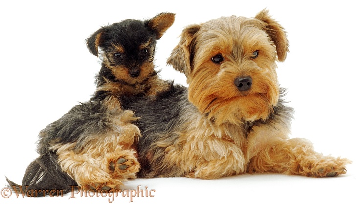 Yorkshire Terrier with pup, white background