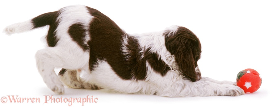 Spaniel pup play-bowing with ball, white background