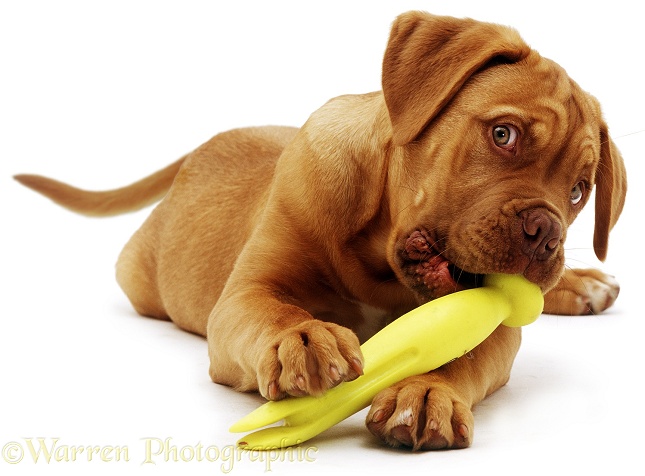 Dogue de Bordeaux pup, Troy, 15 weeks old, with a plastic toy, white background