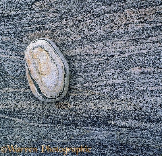 Stripy pebble on rock.  South Uist, Scotland