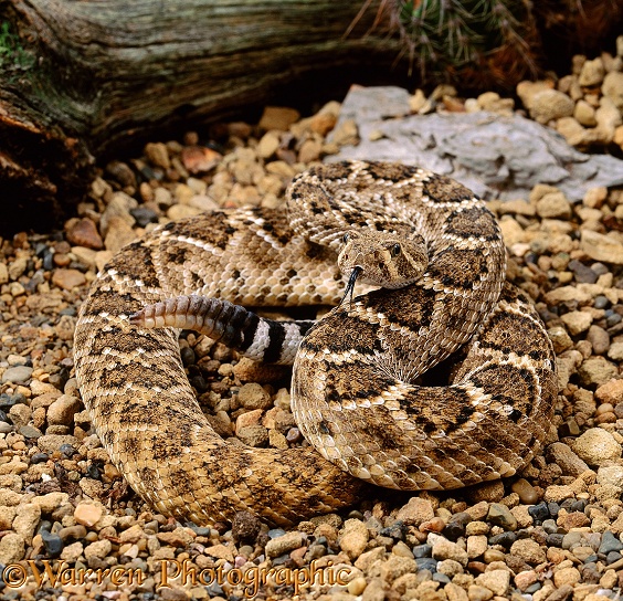 Western Diamondback Rattlesnake (Crotalus atrox).  North America
