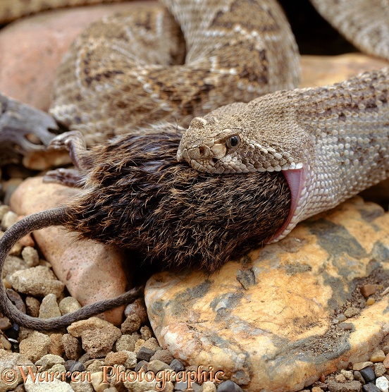Western Diamondback Rattlesnake (Crotalus atrox) eating a Cotton Rat.  North America