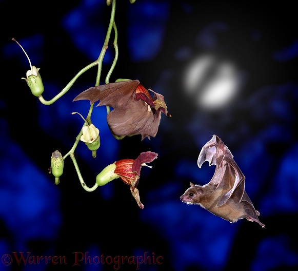 Lesser Epauletted Fruit Bat (Micropteropus pusillus) feeding in the flower of Sausage Tree with Egyptian Rousette Bat (Rousettus aegyptiacus) flying past