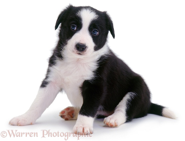 Border Collie, Fly, white background
