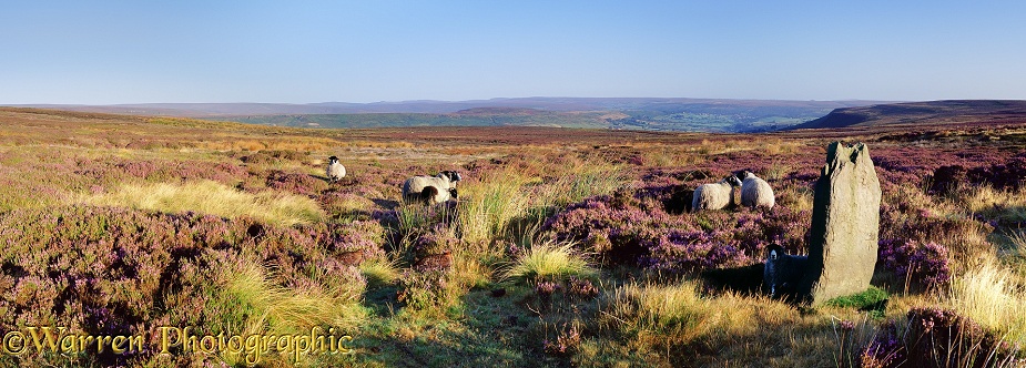 North York Moors panorama.  Yorkshire, England