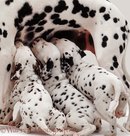 Dalmatian puppies suckling, white background