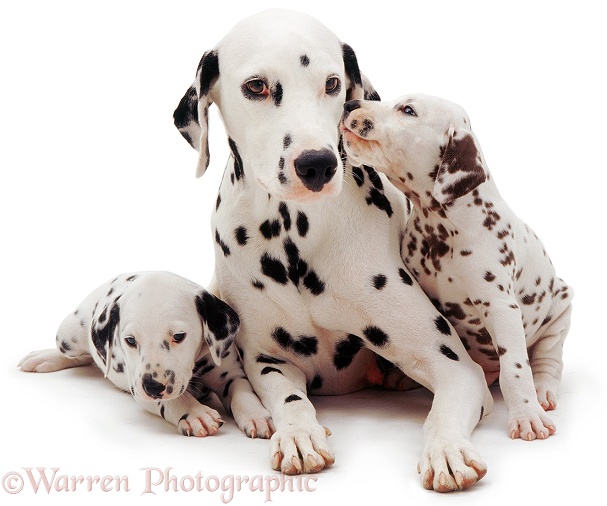 Dalmatian and pups, white background
