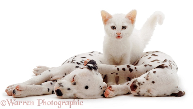 Sleeping Dalmatian pups and white kitten, white background