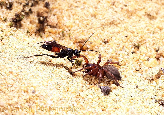 Spider-hunting Wasp (Priocnemis exaltatus) female with prey