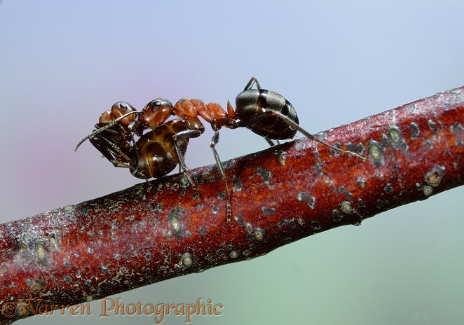 Wood Ant (Formica rufa) worker carrying another in what is thought to be energy-saving behaviour