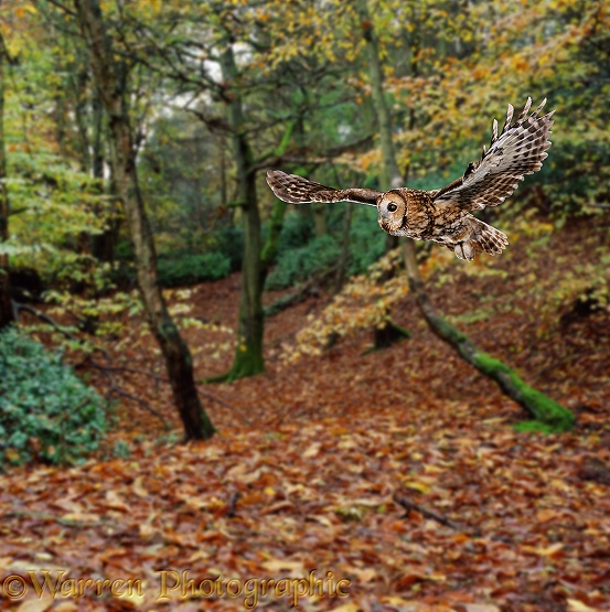Tawny Owl (Strix aluco) flying through Beech woodland