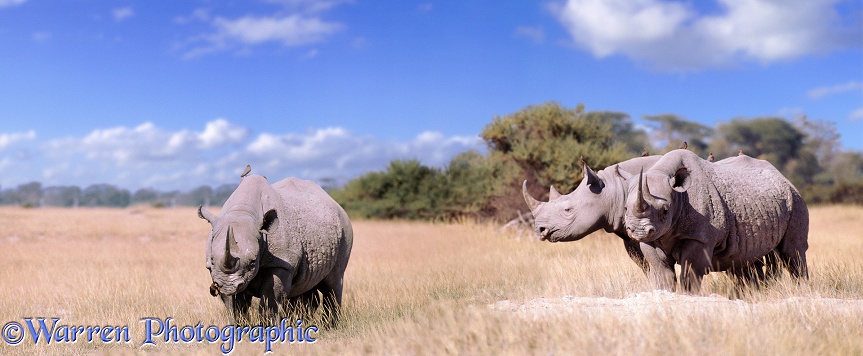 Black Rhinoceroses (Diceros bicornis) with Red-billed Oxpeckers (Buphagus erythrorhynchus).  Africa
