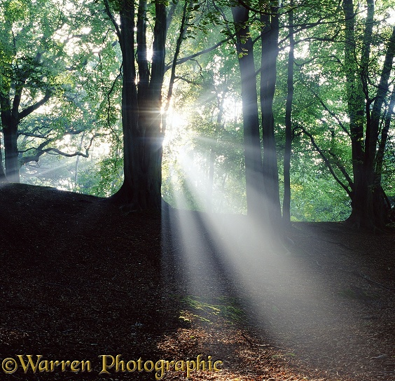 Beech woodland with sunbeams 3D 2 R.  Surrey, England