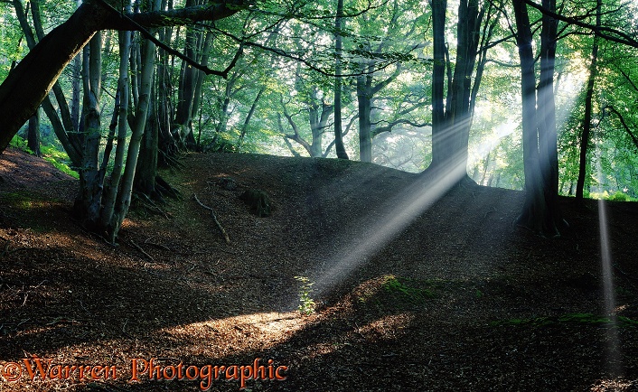 Beech woodland with sunbeams.  Surrey, England