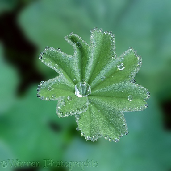 Leaf of Lady's Mantle (Alchemilla mollis) with dew