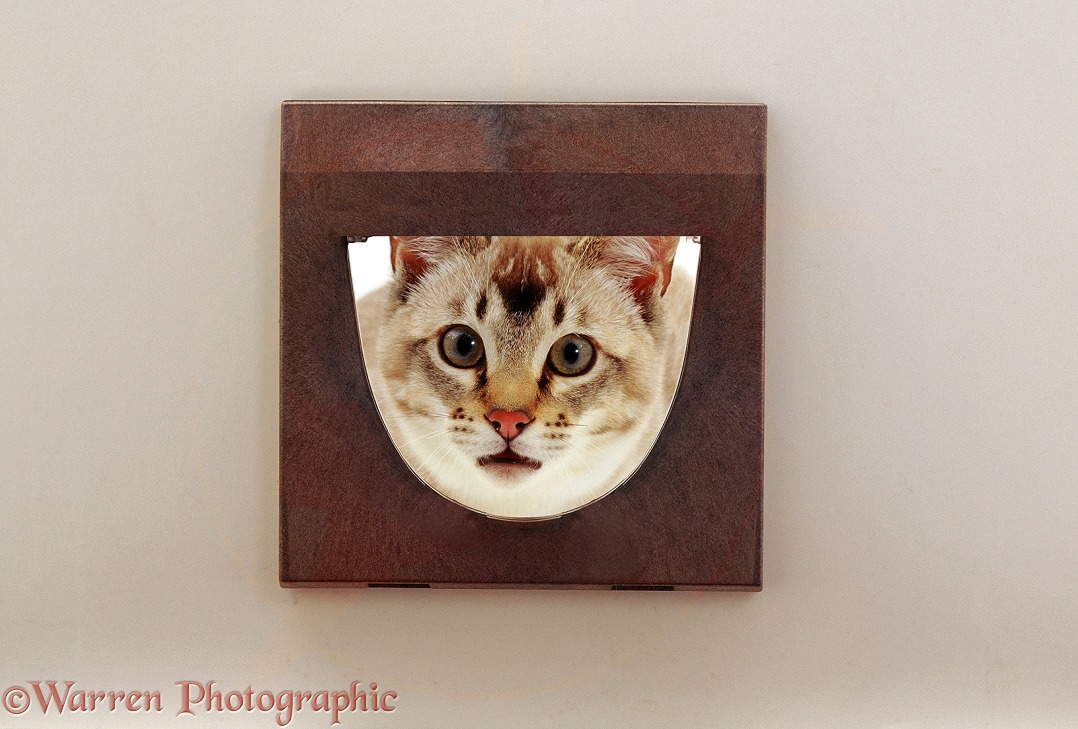 An anxious cat looking out through cat-flap, white background