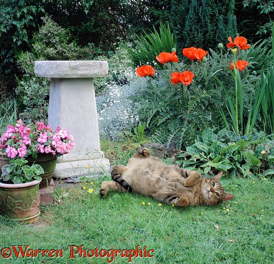 A happy tabby cat rolling on a garden lawn