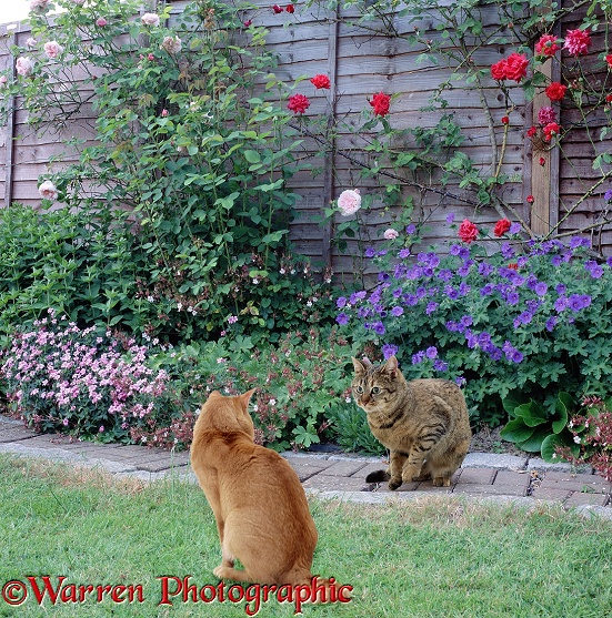 Cats looking at each other in the garden