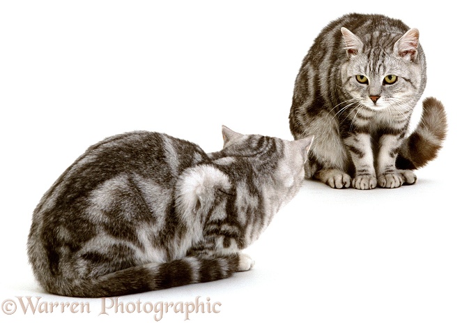 Male Silver tabbies, Peregrine and Butterfly, trying to out-stare each other, white background