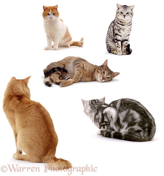 Male cats surrounding a female, white background
