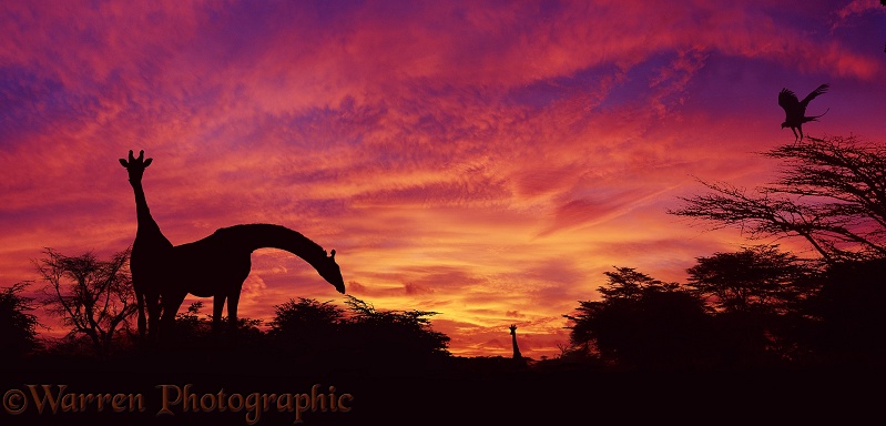 Giraffes (Giraffa camelopardalis) and Secretary Bird (Sagittarius serpentarius) at sunset.  Kenya