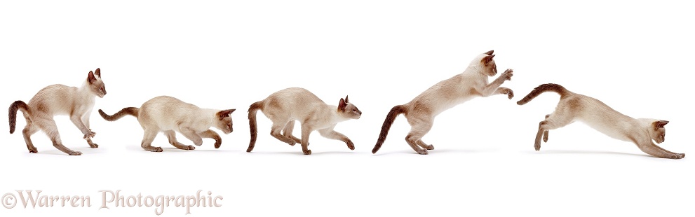 Siamese cat bounding multiple image, white background