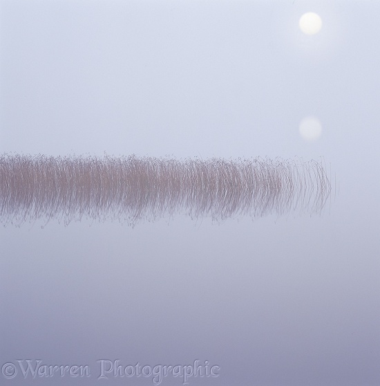 Reflected reeds on a misty morning.  Finland
